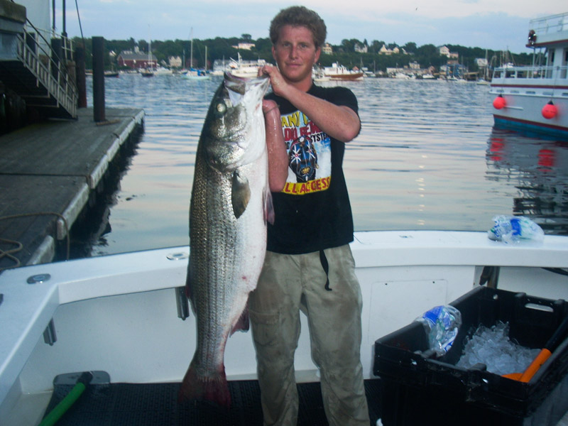 Essex Striper 114