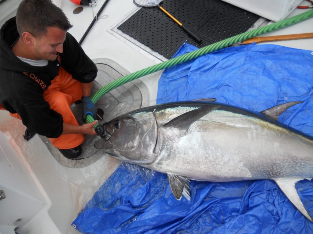 Giant Bluefin Tuna Fishing Gloucester, MA-Karen Lynn Charters