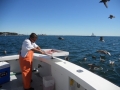 Cod Haddock charters Gloucester, MA