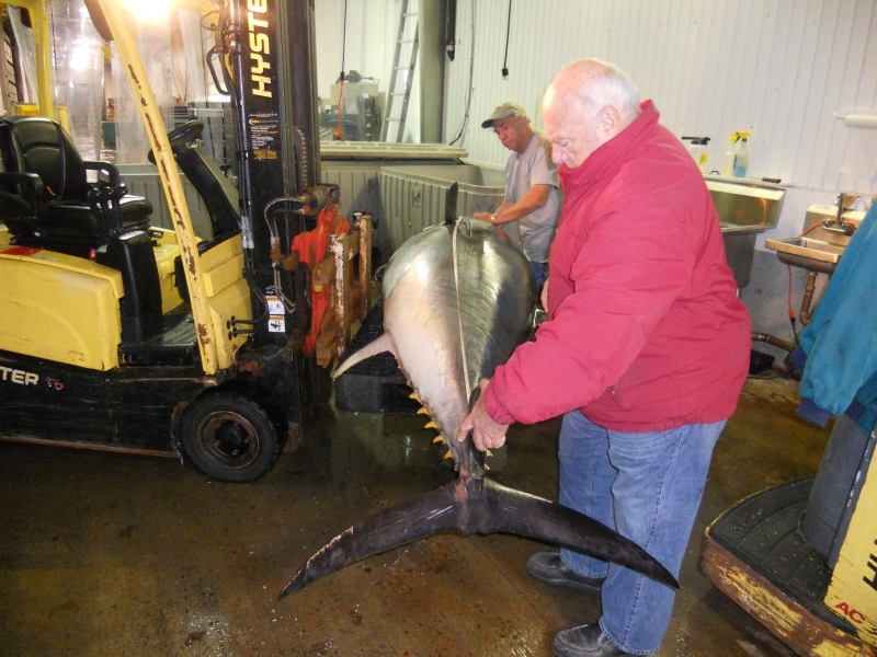 bluefin-tuna-sushi-gloucester-archives-fishing-charters-gloucester-ma