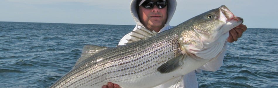 large striped bass gloucester