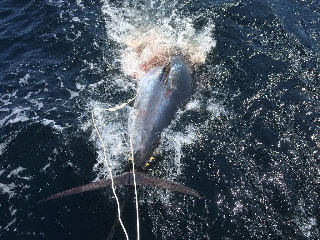  Gloucester, MA Giant Tuna Fishing