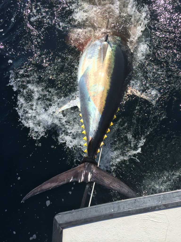 bluefin tuna fishing Karen Lynn Charters Gloucester, MA