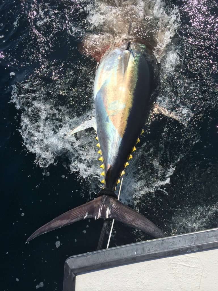 Karen Lynn Charters,Gloucester, MA, giant bluefin tuna